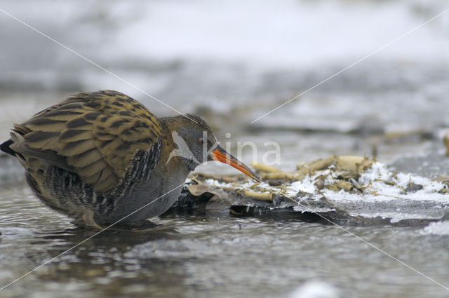 Waterrail (Rallus aquaticus)