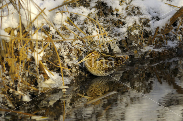 Common Snipe (Gallinago gallinago)