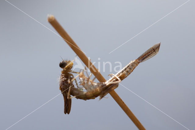 Common Blue Damselfly (Enallagma cyathigerum)
