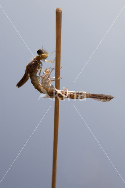 Common Blue Damselfly (Enallagma cyathigerum)