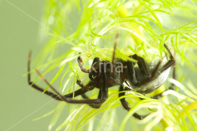 Argyroneta aquatica