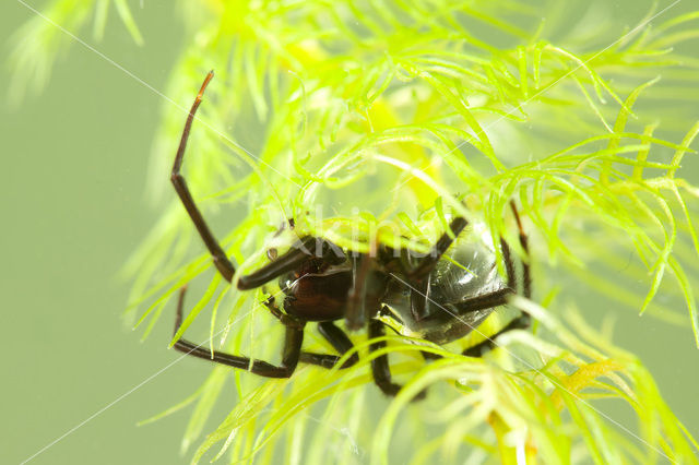 Argyroneta aquatica