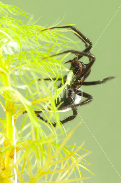 Argyroneta aquatica