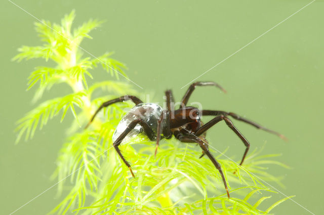 Argyroneta aquatica