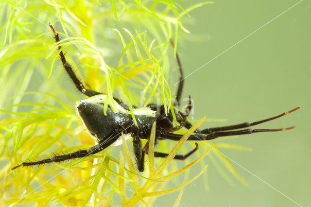 Argyroneta aquatica