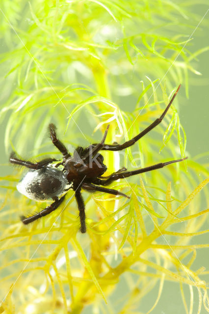 Argyroneta aquatica