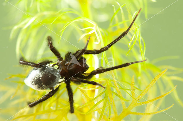 Argyroneta aquatica