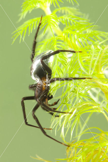 Argyroneta aquatica