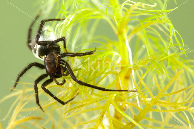 Argyroneta aquatica
