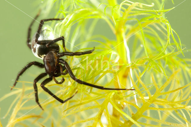 Waterspin (Argyroneta aquatica)