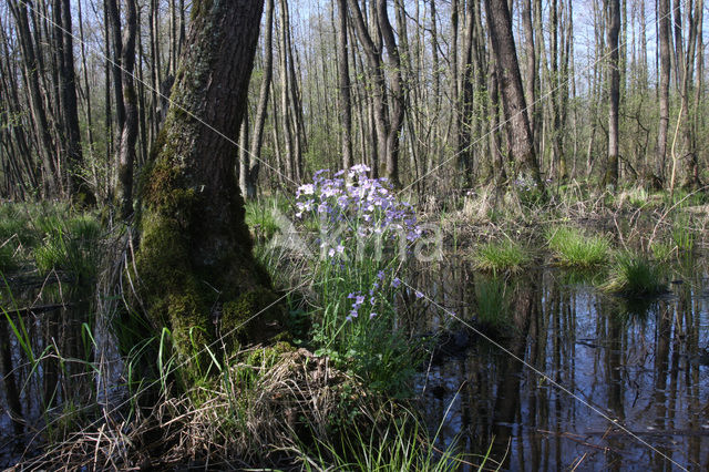 Waterviolet (Hottonia palustris)