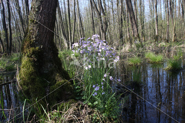 Waterviolet (Hottonia palustris)