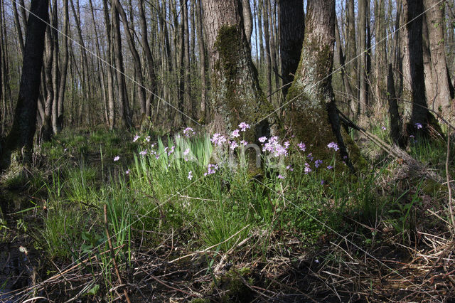 Waterviolet (Hottonia palustris)