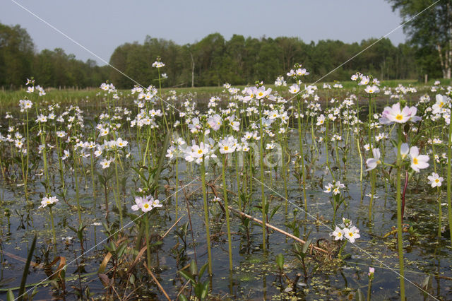 Waterviolet (Hottonia palustris)