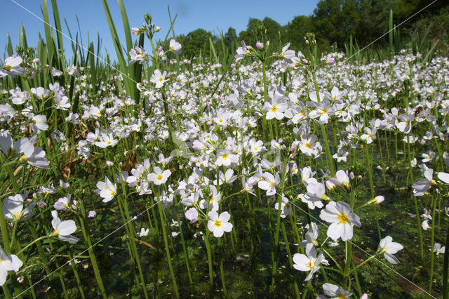 Waterviolet (Hottonia palustris)