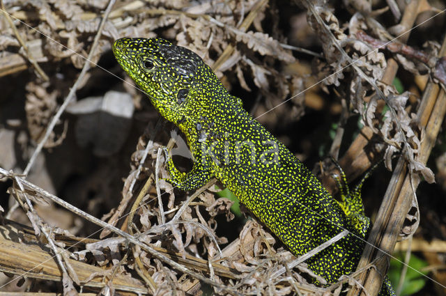 Westelijke Smaragdhagedis (Lacerta bilineata)