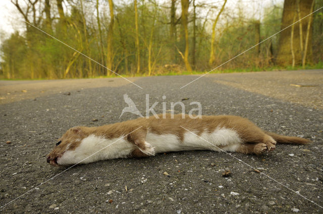 Weasel (Mustela nivalis)