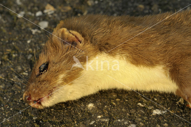 Weasel (Mustela nivalis)