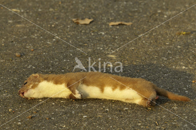 Weasel (Mustela nivalis)