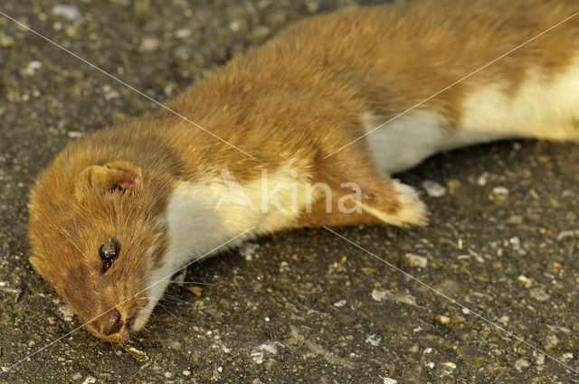 Weasel (Mustela nivalis)