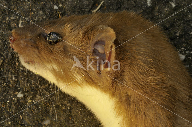 Weasel (Mustela nivalis)