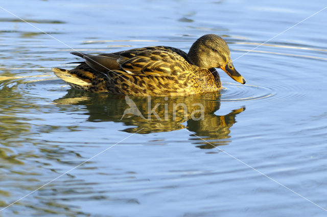 Wilde Eend (Anas platyrhynchos)