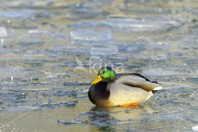 Wilde Eend (Anas platyrhynchos)