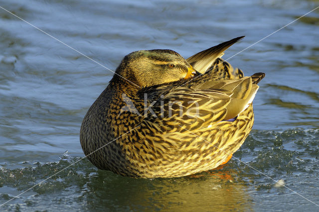 Mallard