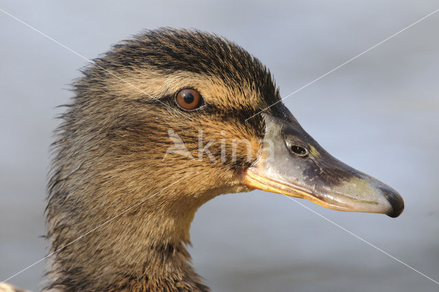 Wilde Eend (Anas platyrhynchos)