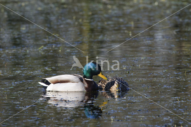 Wilde Eend (Anas platyrhynchos)