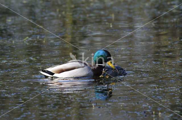 Wilde Eend (Anas platyrhynchos)