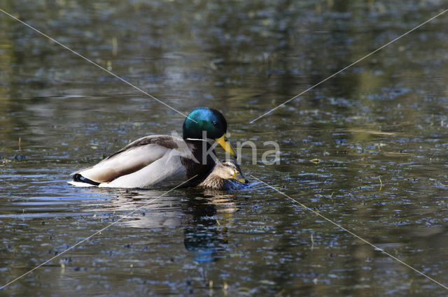 Wilde Eend (Anas platyrhynchos)