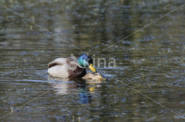 Wilde Eend (Anas platyrhynchos)