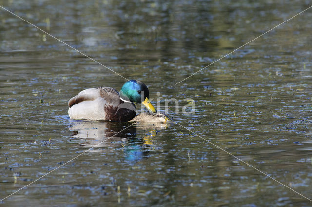 Wilde Eend (Anas platyrhynchos)