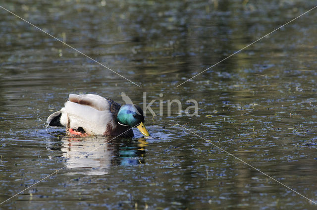 Wilde Eend (Anas platyrhynchos)