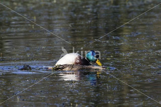 Wilde Eend (Anas platyrhynchos)