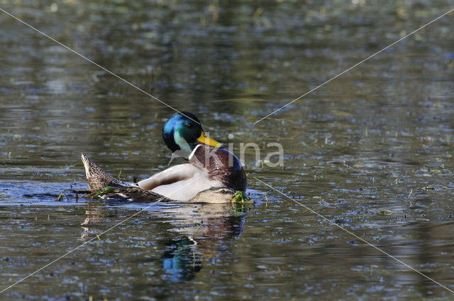 Wilde Eend (Anas platyrhynchos)