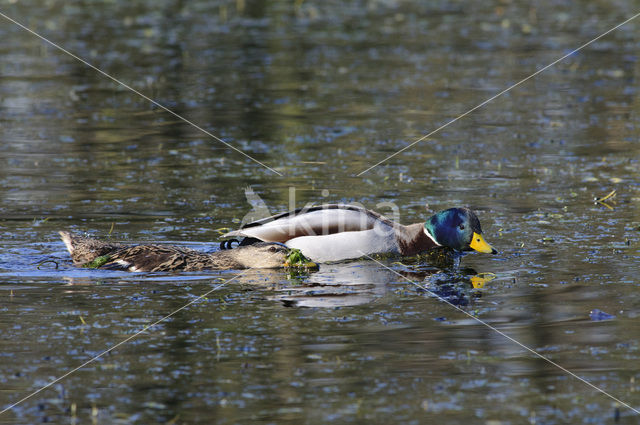 Wilde Eend (Anas platyrhynchos)