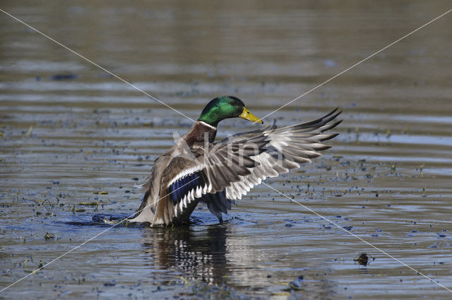 Wilde Eend (Anas platyrhynchos)