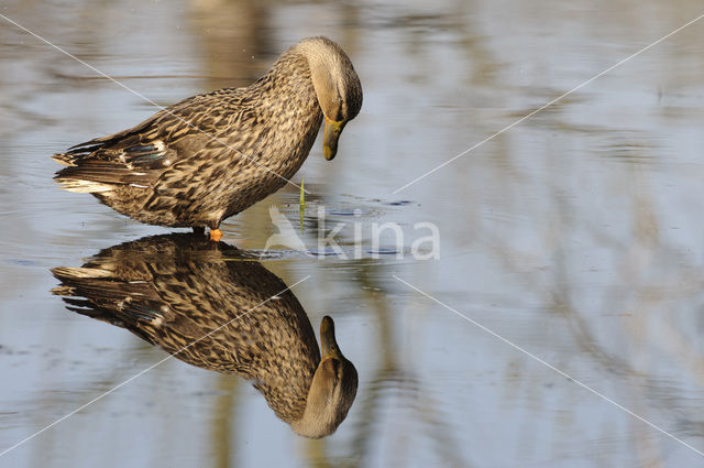 Mallard