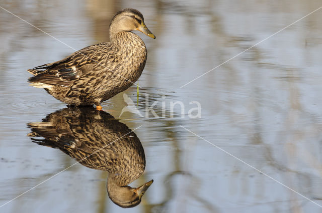 Wilde Eend (Anas platyrhynchos)