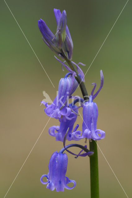 Bluebell (Scilla non-scripta)