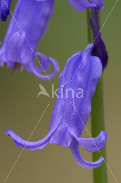 Bluebell (Scilla non-scripta)