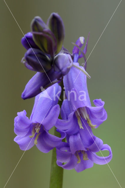 Bluebell (Scilla non-scripta)