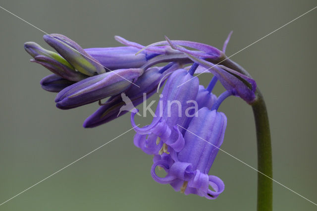 Bluebell (Scilla non-scripta)