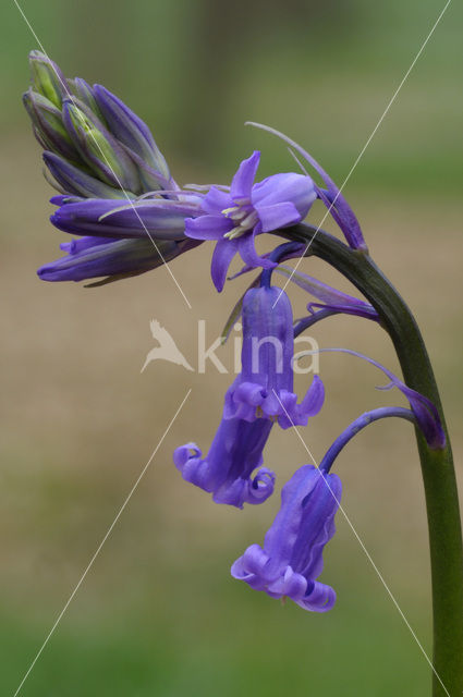 Bluebell (Scilla non-scripta)