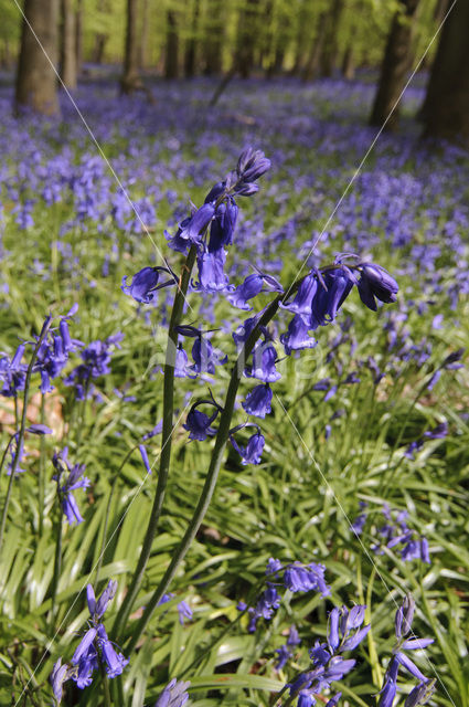 Bluebell (Scilla non-scripta)