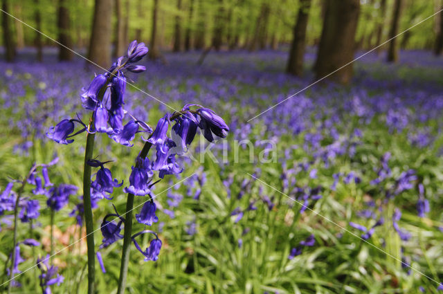 Bluebell (Scilla non-scripta)