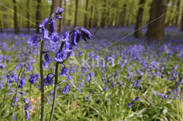 Bluebell (Scilla non-scripta)