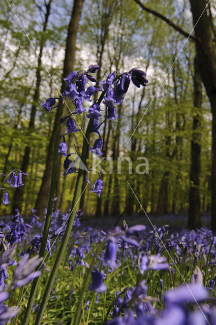 Bluebell (Scilla non-scripta)